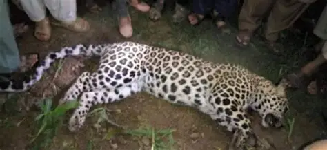 āMan-eaterā leopard declared shot dead in Ahilyanagar oip (53)