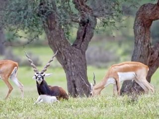 uuheh7bgzhe1xwg593ni7njmn3xz rehekuri blackbuck photography tour 1.jpg